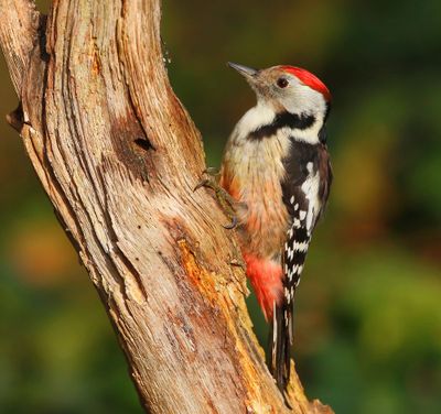 Middelste Bonte Specht - Middle Spotted Woodpecker