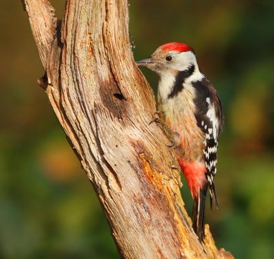 Middelste Bonte Specht - Middle Spotted Woodpecker