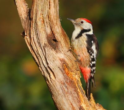 Middelste Bonte Specht - Middle Spotted Woodpecker