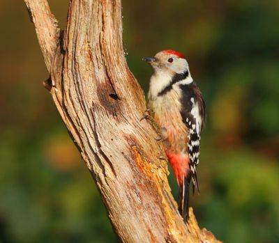 Middelste Bonte Specht - Middle Spotted Woodpecker