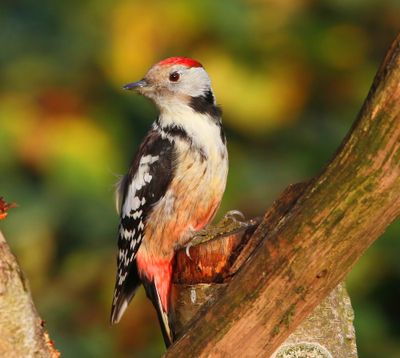 Middelste Bonte Specht - Middle Spotted Woodpecker