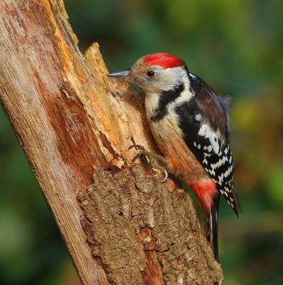 Middelste Bonte Specht - Middle Spotted Woodpecker