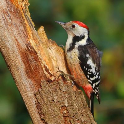 Middelste Bonte Specht - Middle Spotted Woodpecker