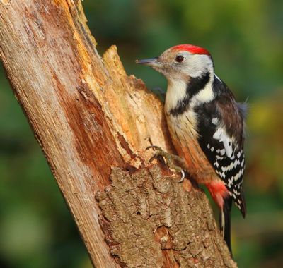 Middelste Bonte Specht - Middle Spotted Woodpecker