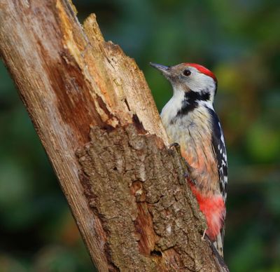 Middelste Bonte Specht - Middle Spotted Woodpecker