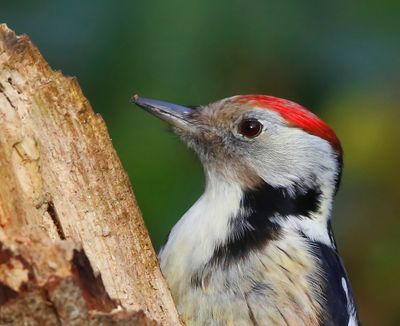 Middelste Bonte Specht - Middle Spotted Woodpecker