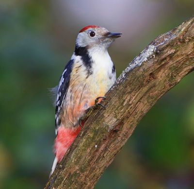 Middelste Bonte Specht - Middle Spotted Woodpecker