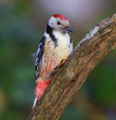 Middelste Bonte Specht - Middle Spotted Woodpecker