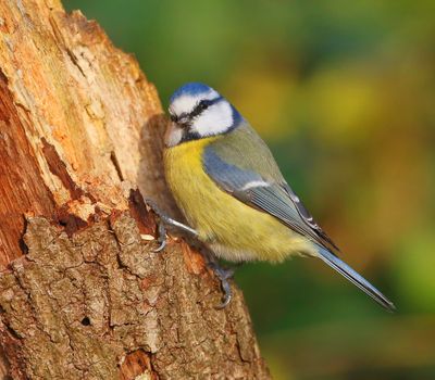 Pimpelmees - Blue Tit