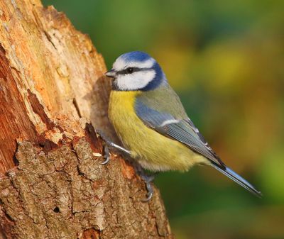 Pimpelmees - Blue Tit