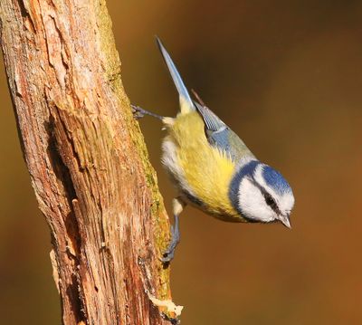 Pimpelmees - Blue Tit
