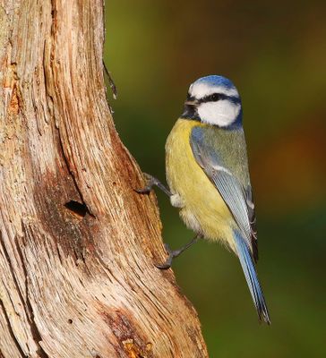 Pimpelmees - Blue Tit