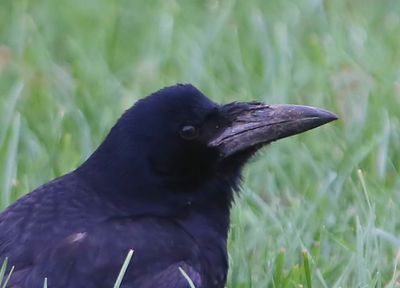 Roek - Rook