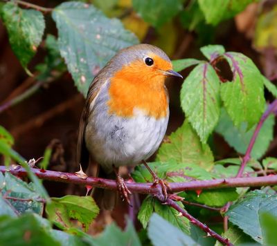 Roodborst - European Robin