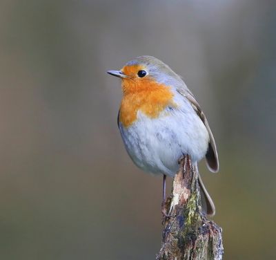 Roodborst - European Robin