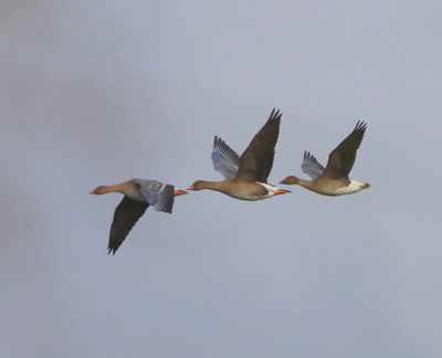 Toendrarietganzen - Tundra Bean Geese