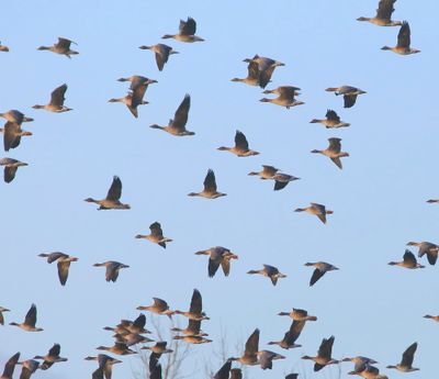 Toendrarietganzen - Tundra Bean Geese