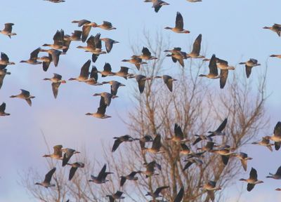 Toendrarietganzen - Tundra Bean Geese