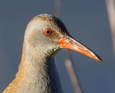 Waterral - Water Rail