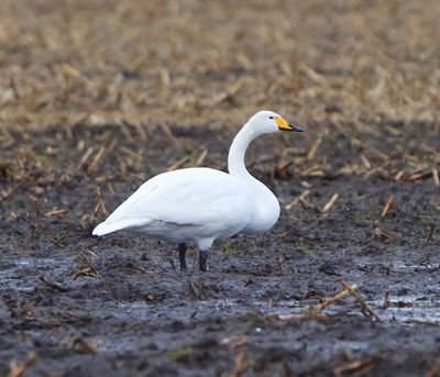 Wilde Zwaan - Whooper Swan