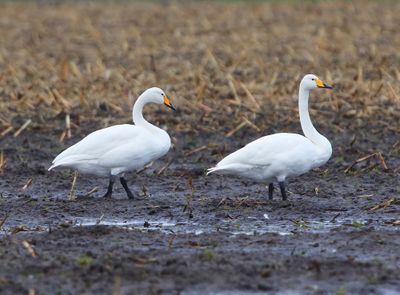Wilde Zwanen - Whooper Swans
