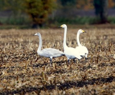 Wilde Zwanen - Whooper Swans