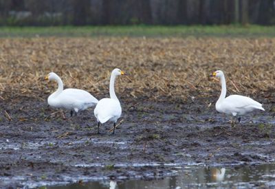 Wilde Zwanen - Whooper Swans