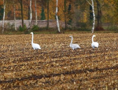 Wilde Zwanen - Whooper Swans