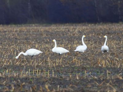 Wilde Zwanen - Whooper Swans