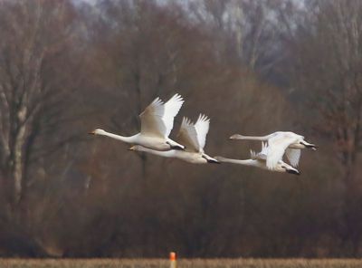 Wilde Zwanen - Whooper Swans