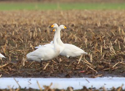 Wilde Zwanen - Whooper Swans