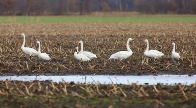 Wilde Zwanen - Whooper Swans
