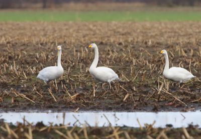 Wilde Zwanen - Whooper Swans