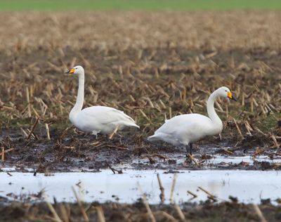 Wilde Zwanen - Whooper Swans