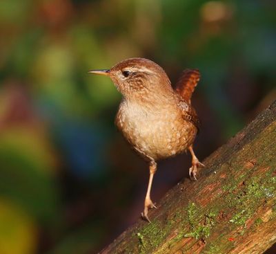 Winterkoning - Winter Wren