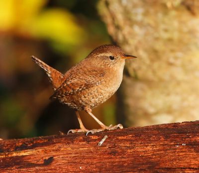 Winterkoning - Winter Wren