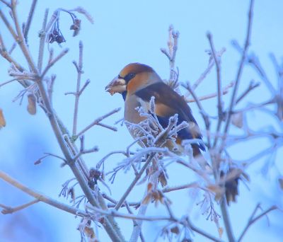 Appelvink - Hawfinch