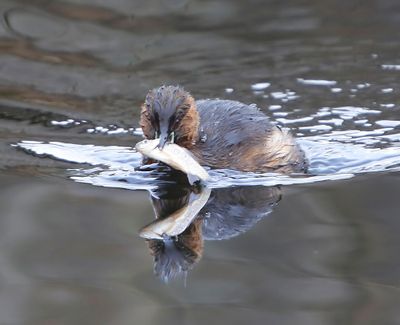 Dodaars - Little Grebe