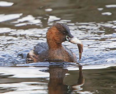 Dodaars - Little Grebe