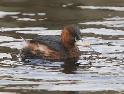 Dodaars - Little Grebe