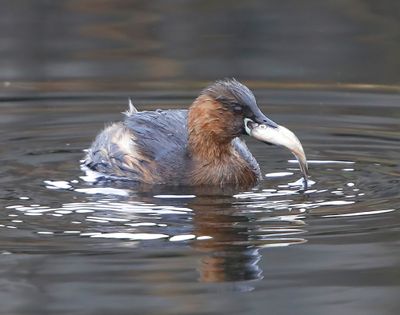 Dodaars - Little Grebe