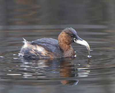 Dodaars - Little Grebe