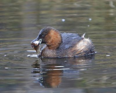 Dodaars - Little Grebe