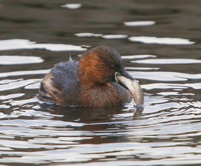 Dodaars - Little Grebe