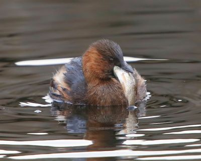 Dodaars - Little Grebe