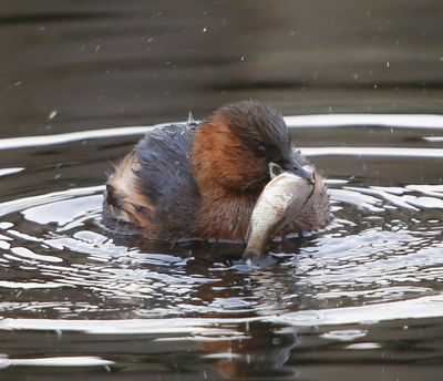 Dodaars - Little Grebe