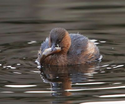 Dodaars - Little Grebe
