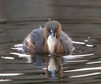 Dodaars - Little Grebe