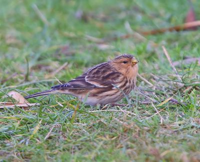 Frater - Twite