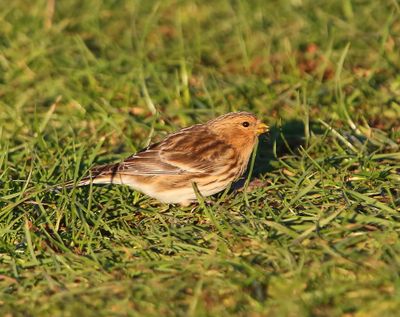 Frater - Twite